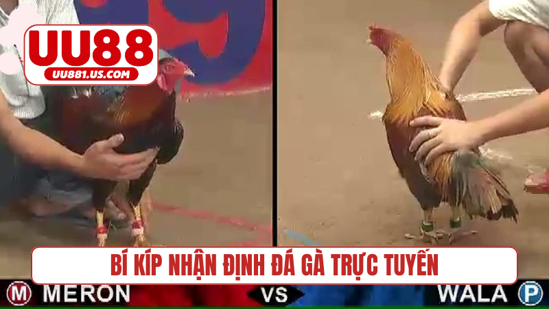 Bí kíp nhận định đá gà trực tuyến