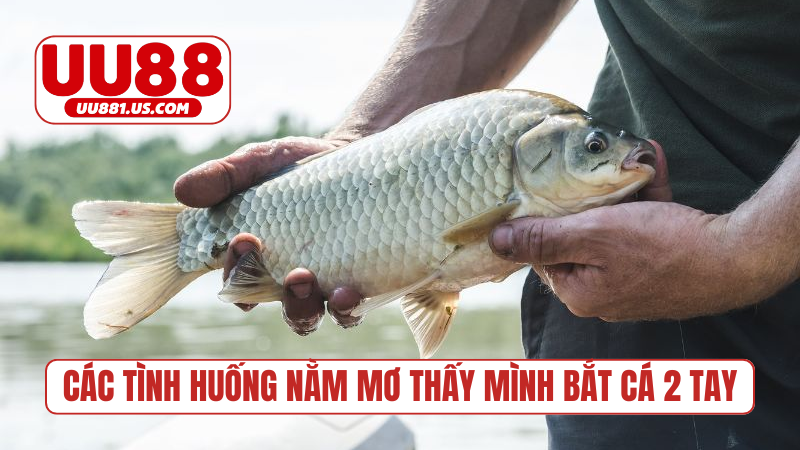 Các tình huống nằm mơ thấy mình bắt cá 2 tay phổ biến