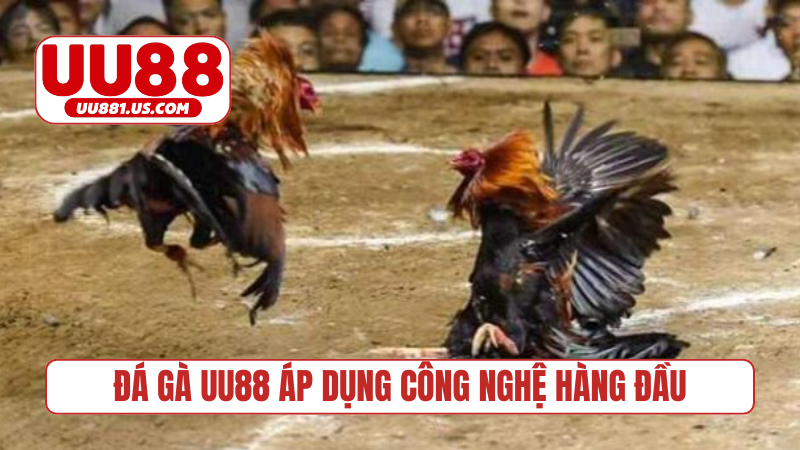Đá gà UU88 áp dụng công nghệ hàng đầu