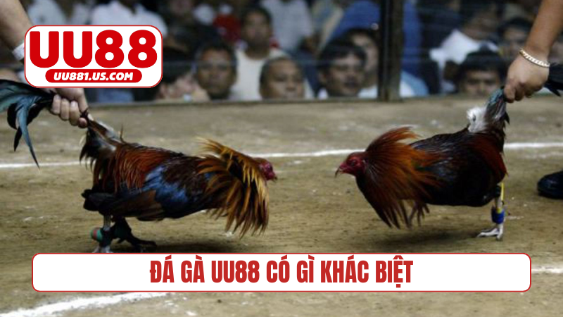 Đá gà UU88 có gì khác biệt