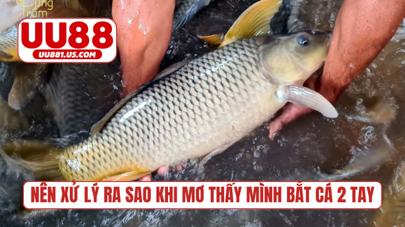 Nên xử lý ra sao khi mơ thấy mình bắt cá 2 tay